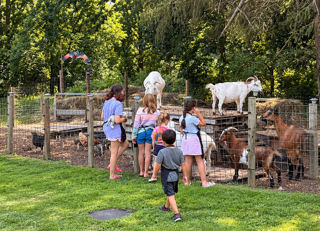 Art Farm Feeding Animals