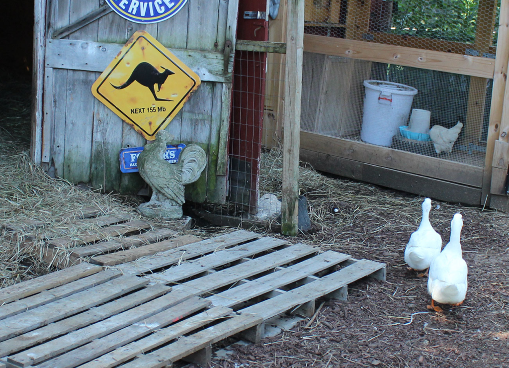 Ducks of Art Farm