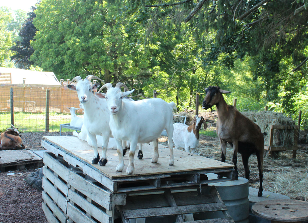 Goats of the art farm